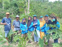 Budidaya Talas Beneng Daun & Umbinya di Touna Ternyata Memiliki Nilai Ekonomi