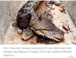 Ular Piton Raksasa Panjang Delapan Meter Ditemukan Mati Kena Luka Tebasan di Kepala
