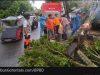Gorontalo Diterjang Badai dan Hujan Lebat, 5 Pohon Tumbang dan 1 Rumah Rusak Berat