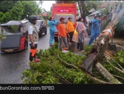 Gorontalo Diterjang Badai dan Hujan Lebat, 5 Pohon Tumbang dan 1 Rumah Rusak Berat