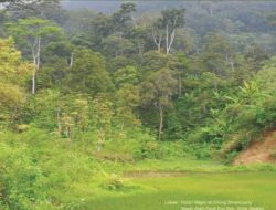 Dishut Sulteng Di Minta Lakukan Identifikasi Terkait Dugaan Penguasaan Hutan Kawasan Di Buol