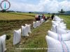 Gabah Kering Padi Milik Petani Sawah Menumpuk Akibat Tidak Ada Pembeli, PPL Jadi Sasaran