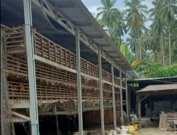 Skandal Pokir Anleg Tolitoli Terindikasi Ada Permainan? Bantuan 1.000 Ayam Diduga Masuk ke Kandang Anak Anggota Dewan