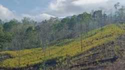 Di Balik Ladang Jagung Ulubongka, Ada Harapan Besar Seorang Petani Agar Jalan Desanya Diperbaiki