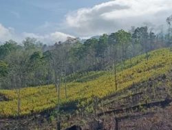 Di Balik Ladang Jagung Ulubongka, Ada Harapan Besar Seorang Petani Agar Jalan Desanya Diperbaiki