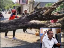 Balita Jadi Korban Pohon Tumbang, DPRD Parimo Desak Aksi Nyata Dinas Terkait