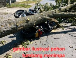 Innalillahi! Pria di Tojo Una-Una Tewas Tertimpa Pohon Tumbang di Jalan Trans Sulawesi